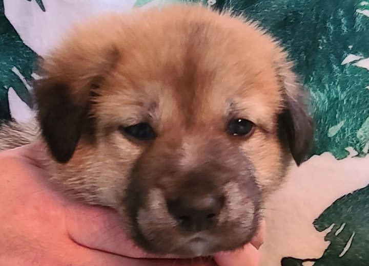 chinook puppy